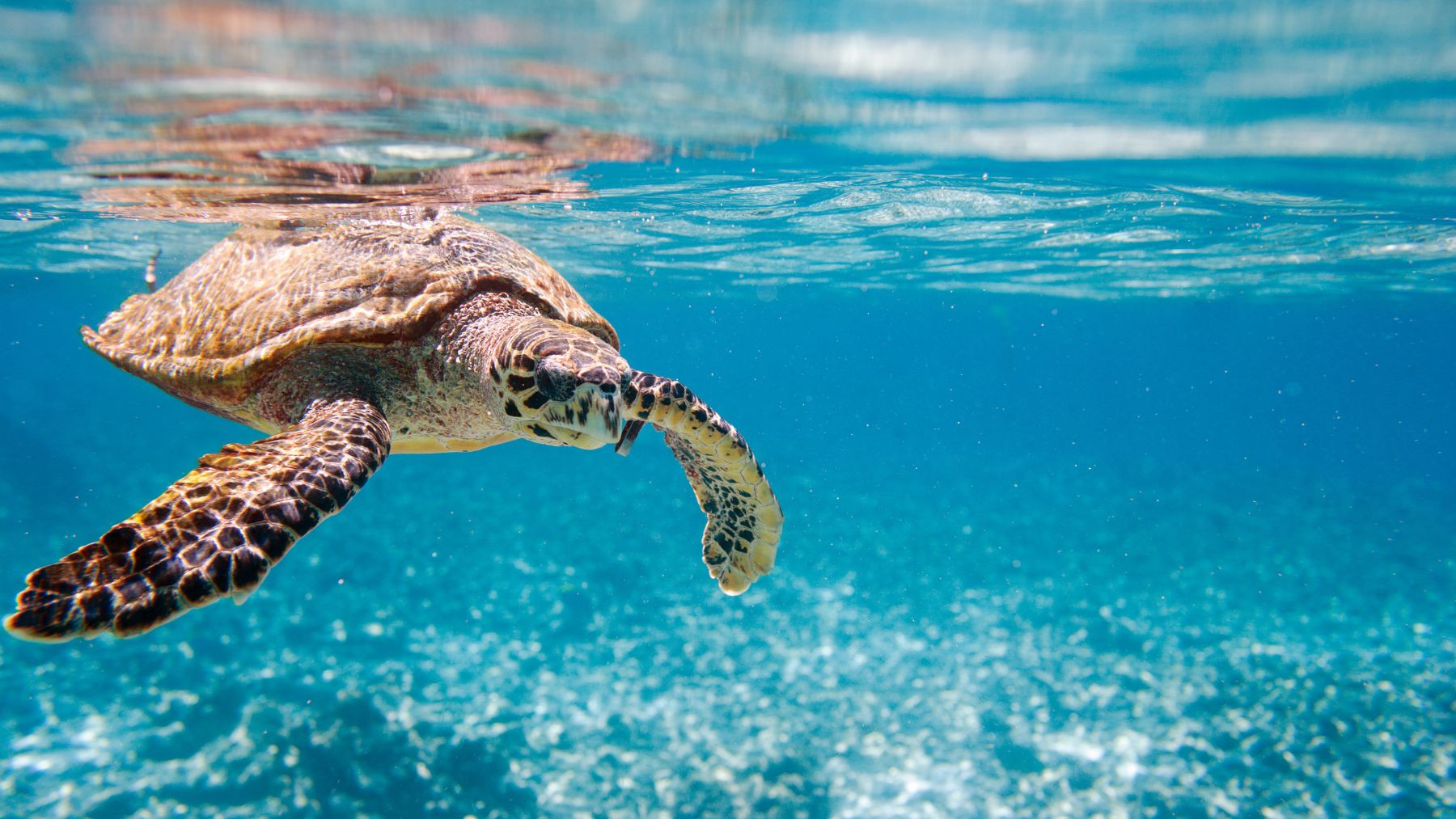 Seszele a inne kierunki Oceanu Indyjskiego – żółw morski w turkusowej wodzie