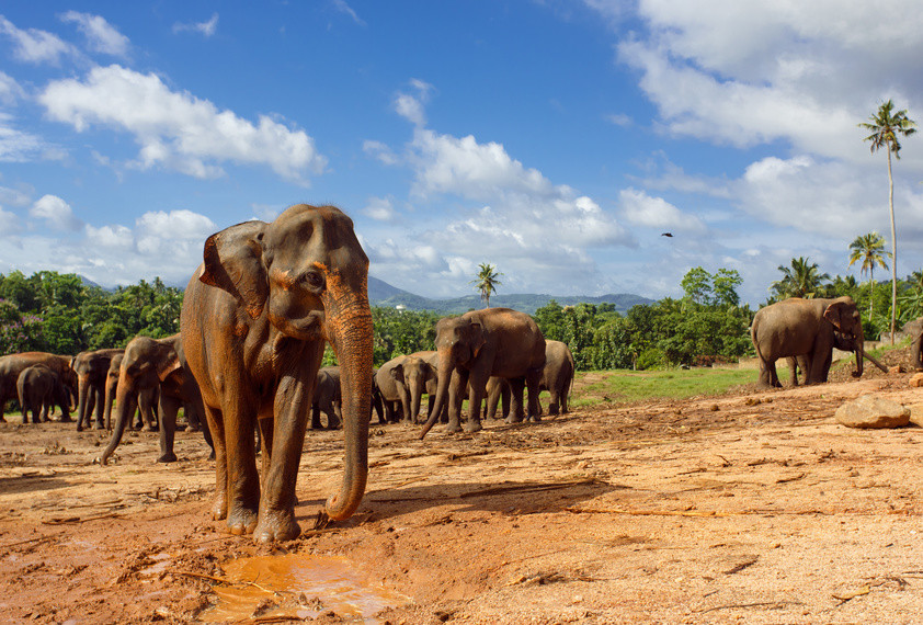 Sri Lanka