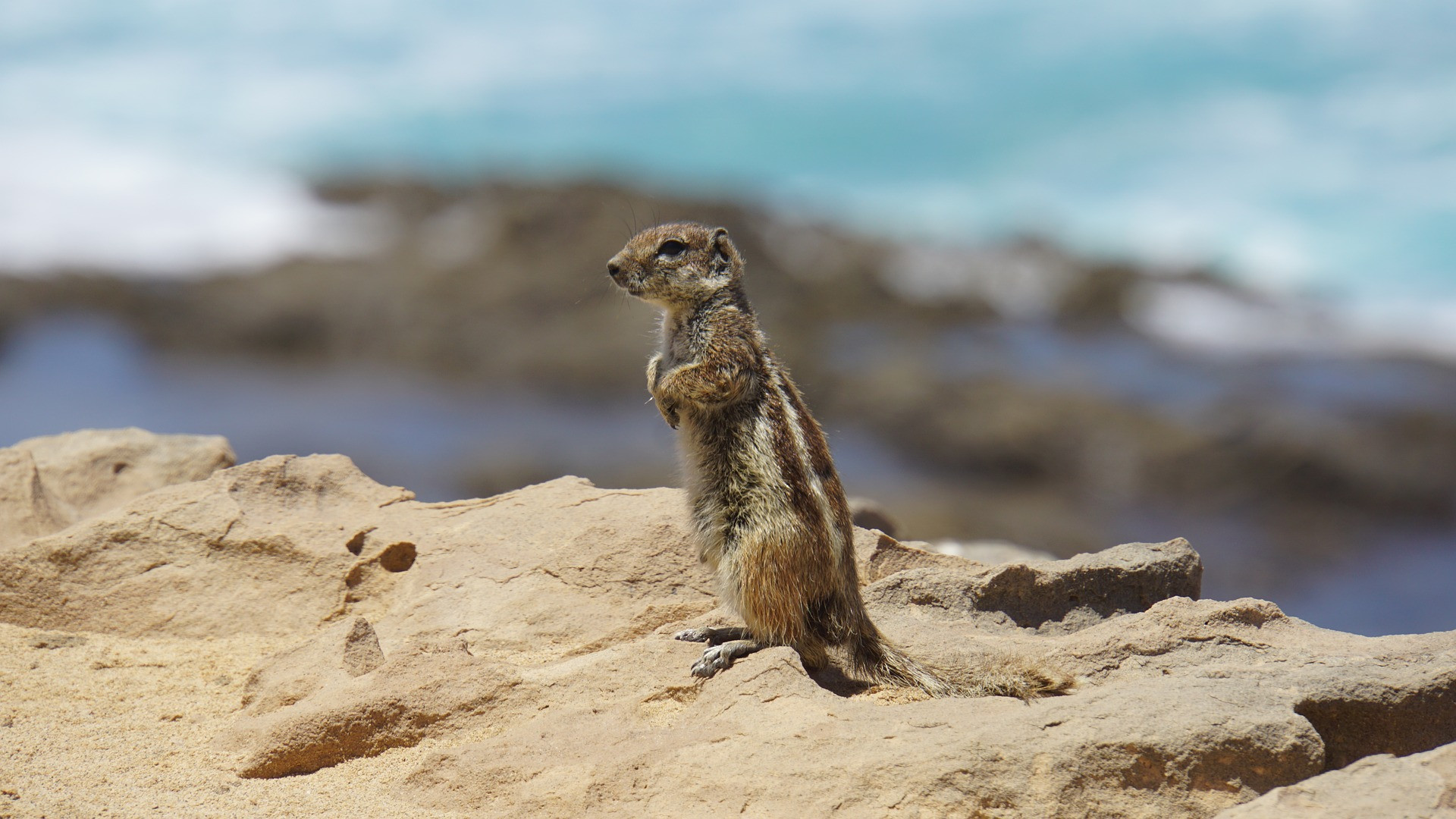 Fuerteventura